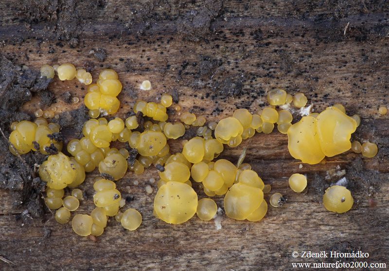 kropilka, Dacrymyces sp. (Houby, Fungi)